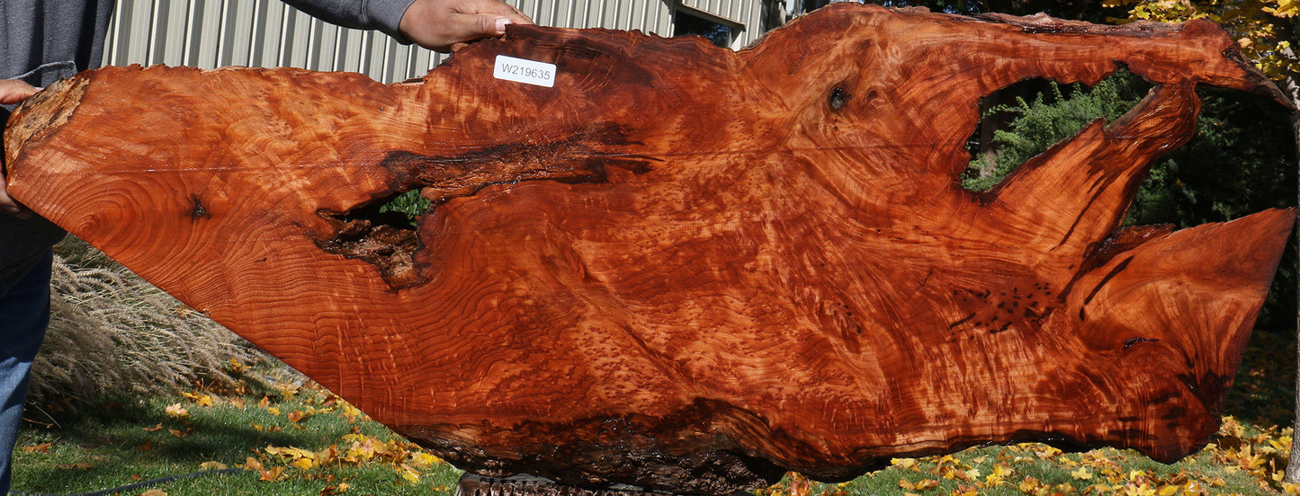 Rustic Redwood Burl Live Edge Slab (Free Shipping Excluded)