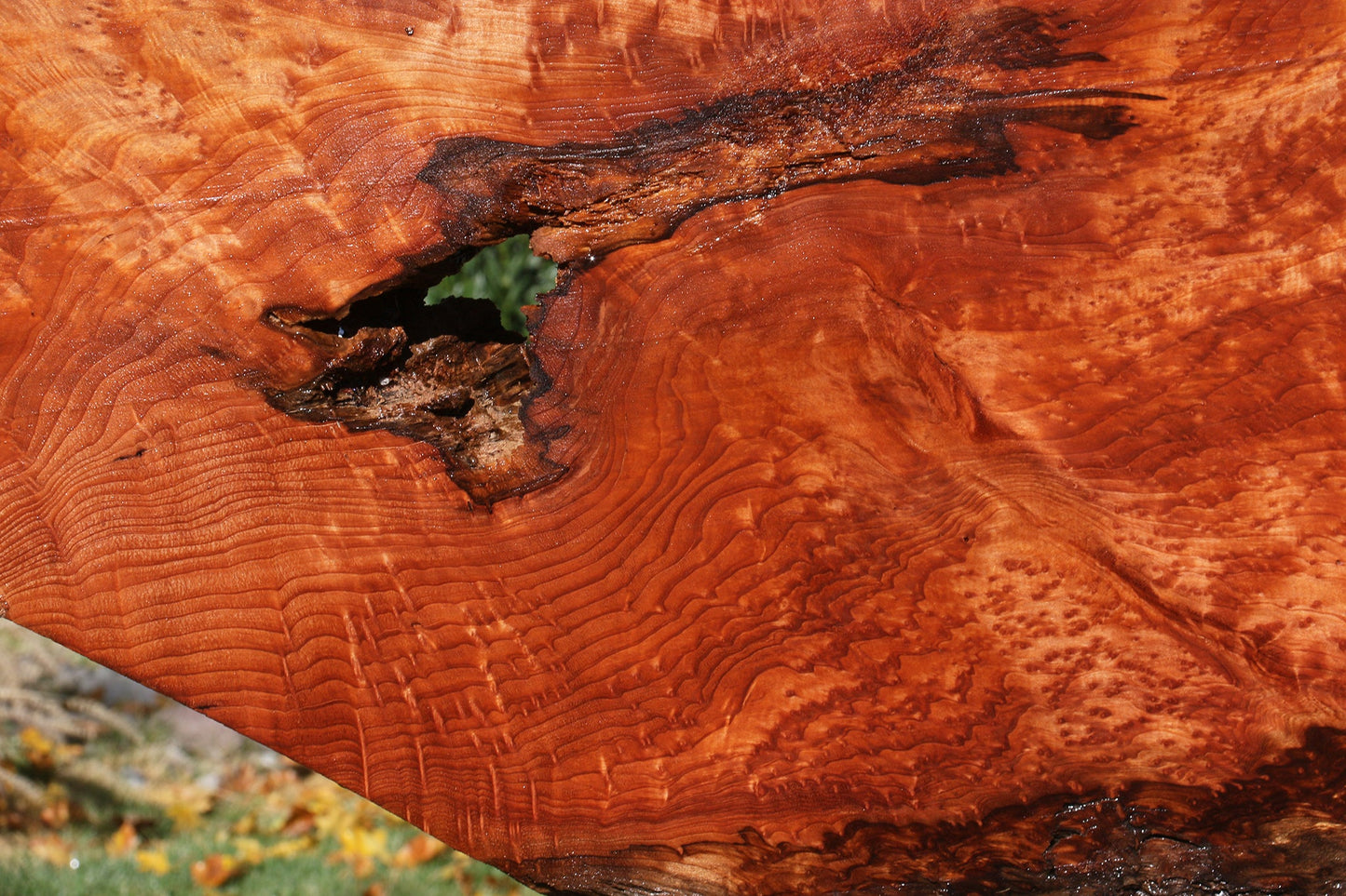 Rustic Redwood Burl Live Edge Slab (Free Shipping Excluded)