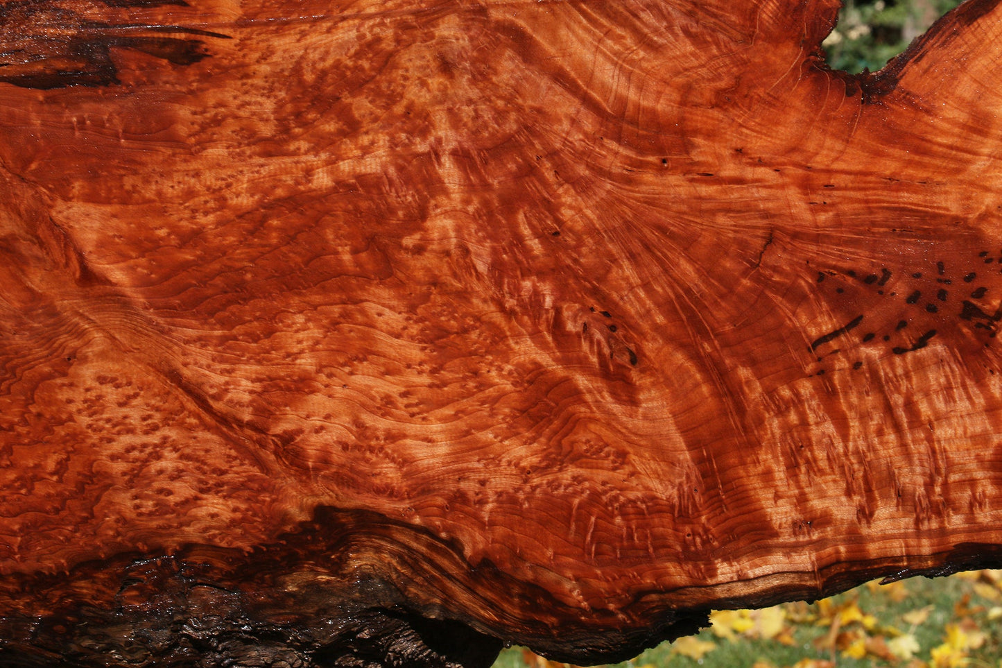 Rustic Redwood Burl Live Edge Slab (Free Shipping Excluded)