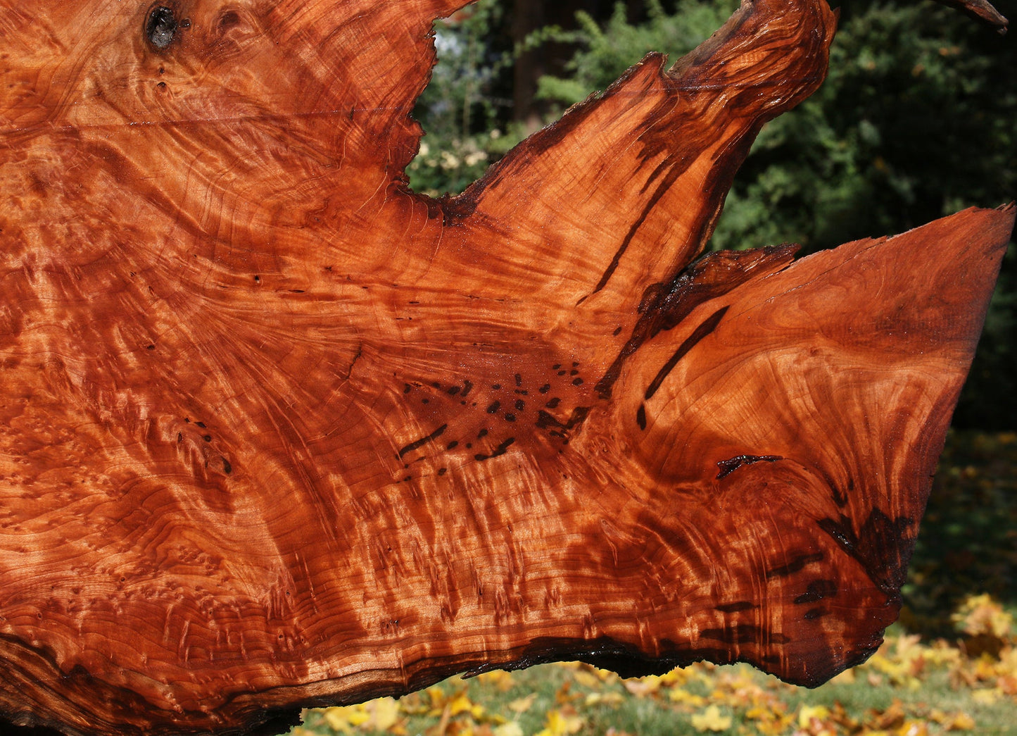 Rustic Redwood Burl Live Edge Slab (Free Shipping Excluded)