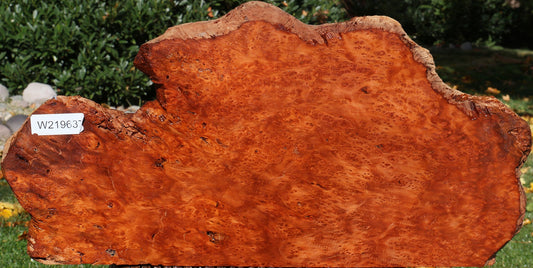 Redwood Burl Live Edge Slice