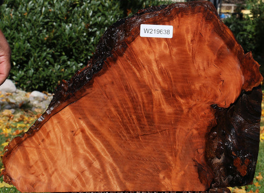 Redwood Burl Live Edge Slice