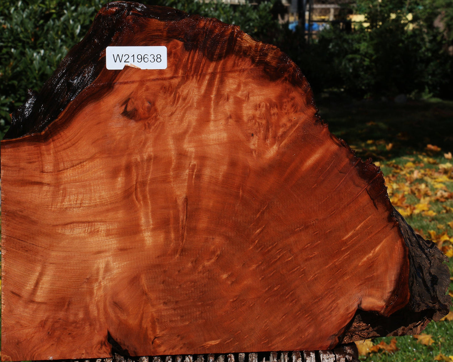 Redwood Burl Live Edge Slice