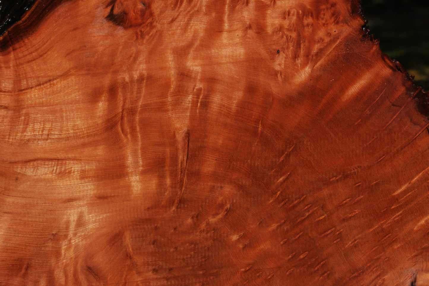 Redwood Burl Live Edge Slice