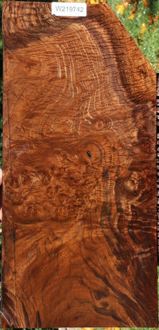 Claro Walnut Instrument Burl Lumber