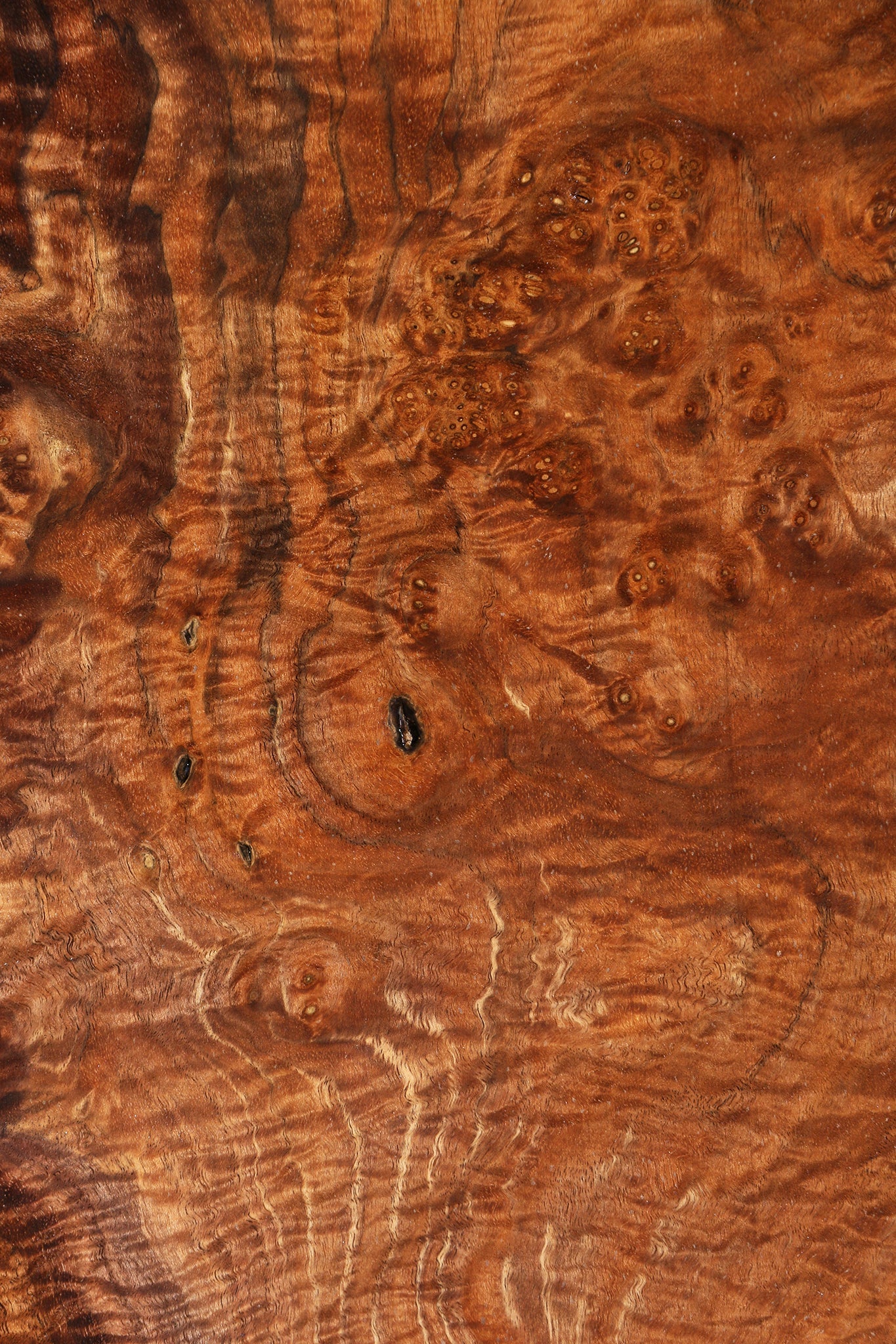 Claro Walnut Instrument Burl Lumber