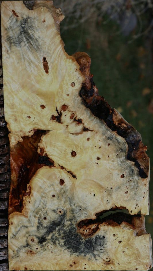 Buckeye Burl Slice