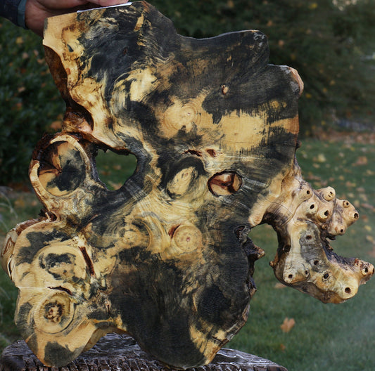 Buckeye Burl Slice