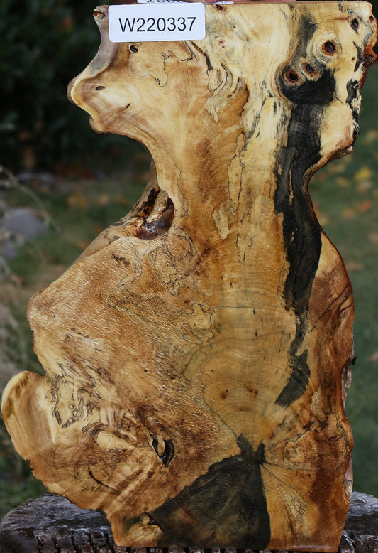 Buckeye Burl Slice