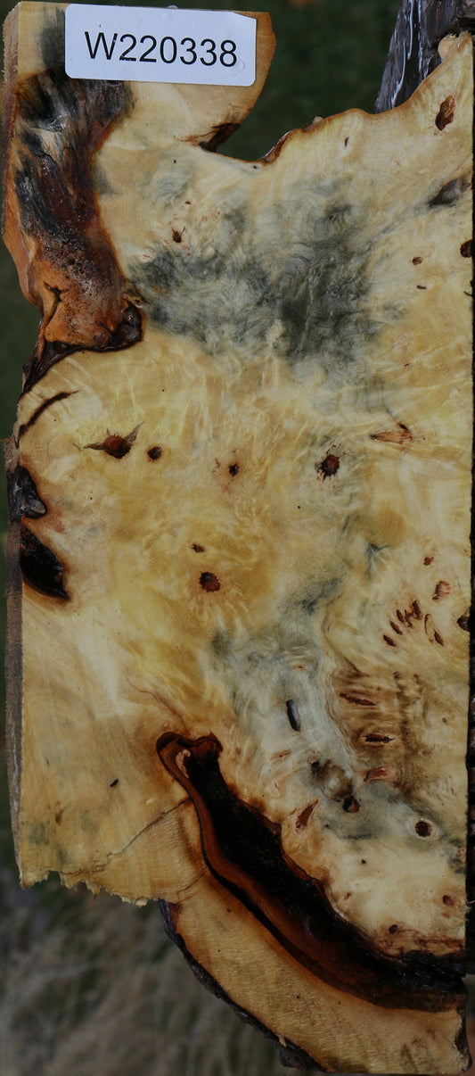 Buckeye Burl Lumber