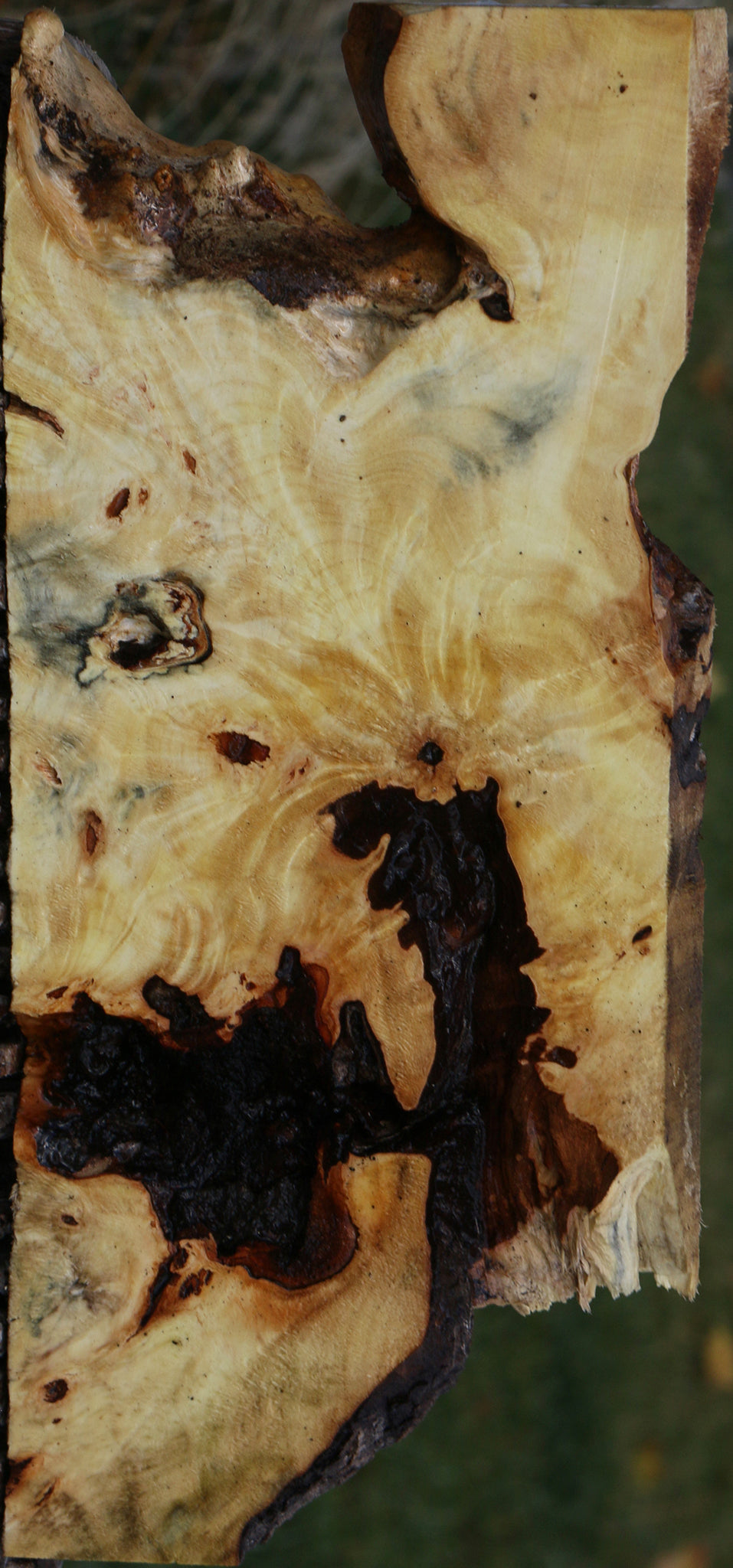 Buckeye Burl Lumber