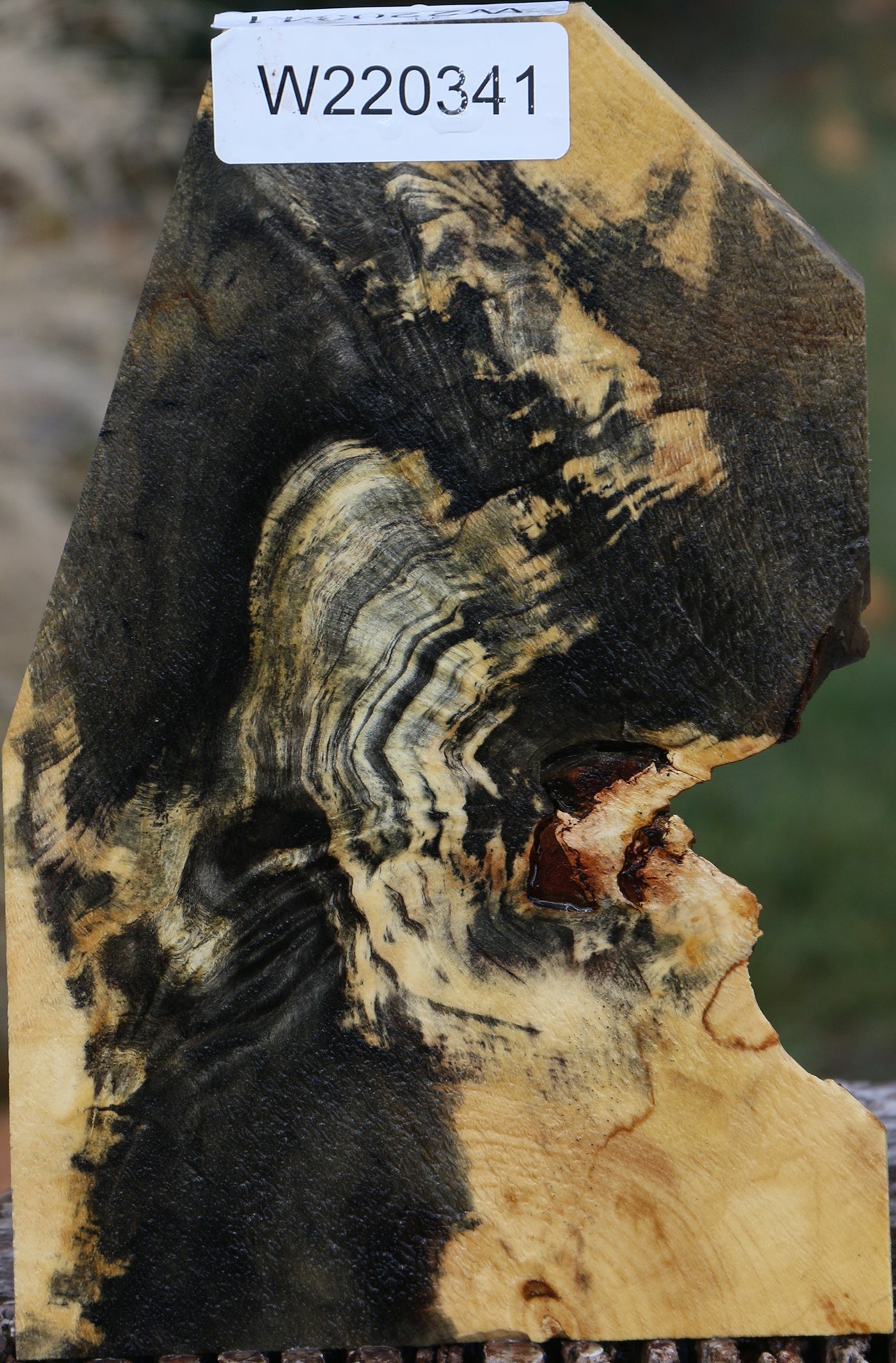 Buckeye Burl Slice