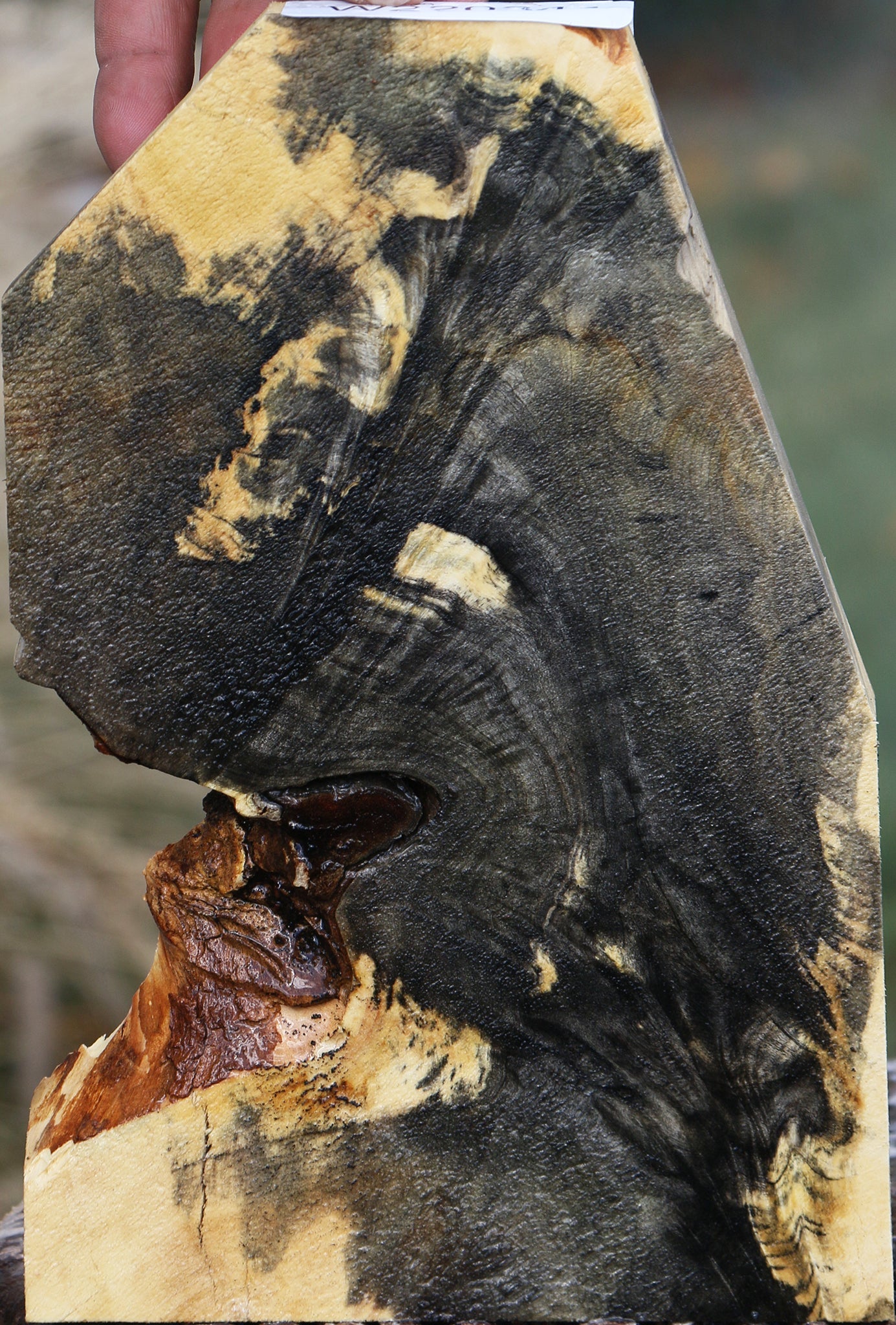 Buckeye Burl Slice