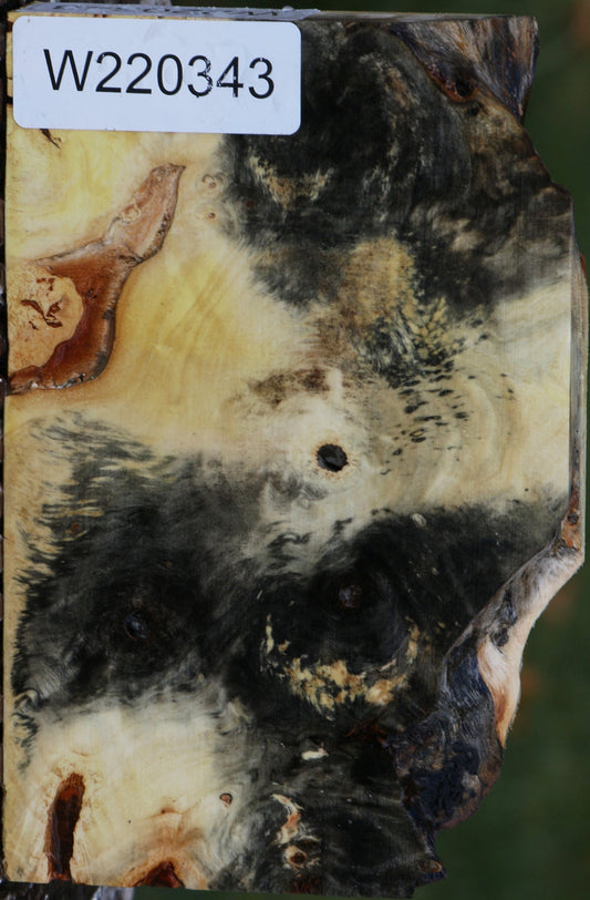 Buckeye Burl Slice