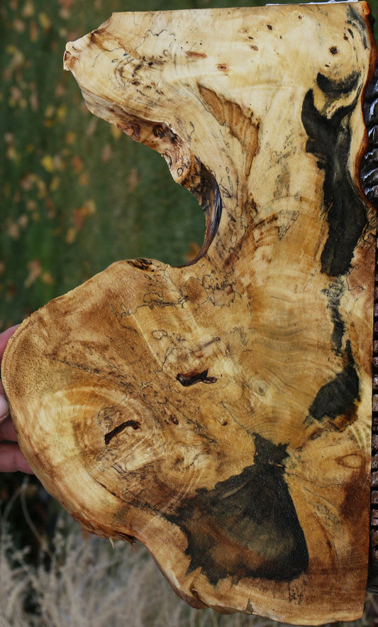 Buckeye Burl Slice