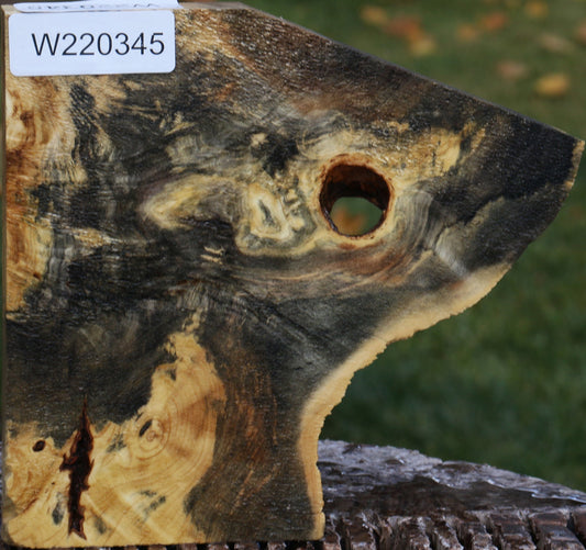 Buckeye Burl Slice