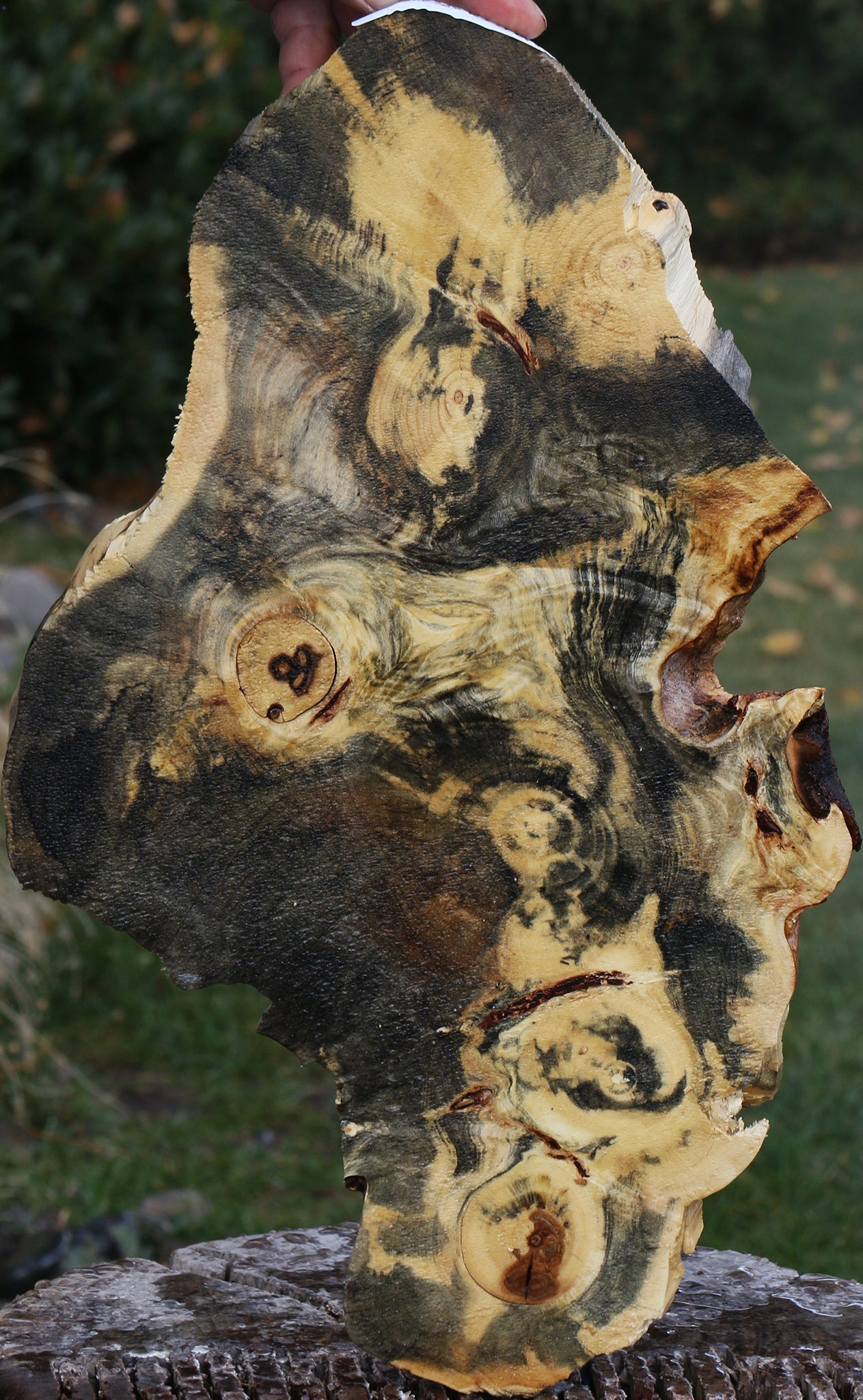 Buckeye Burl Slice