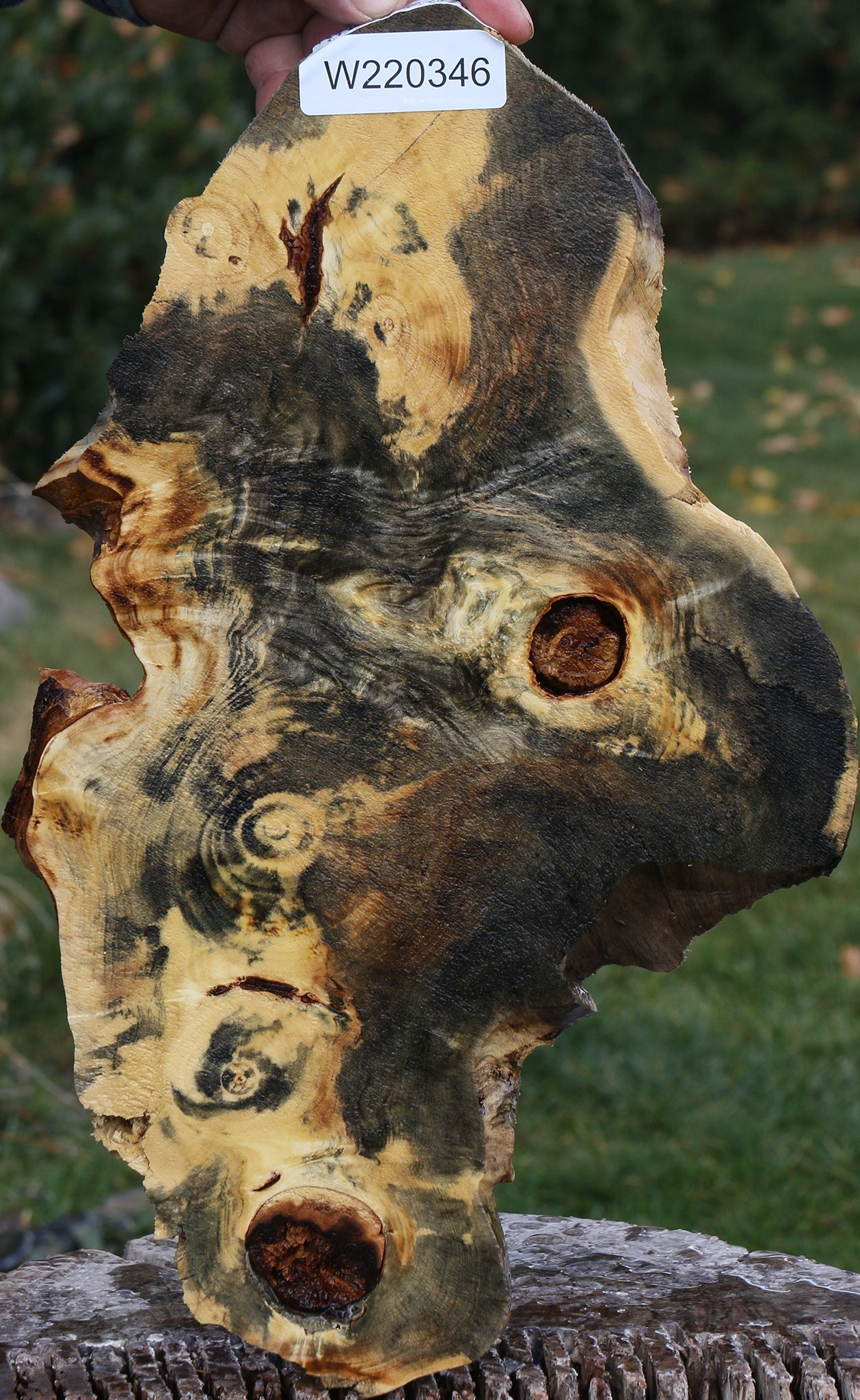 Buckeye Burl Slice