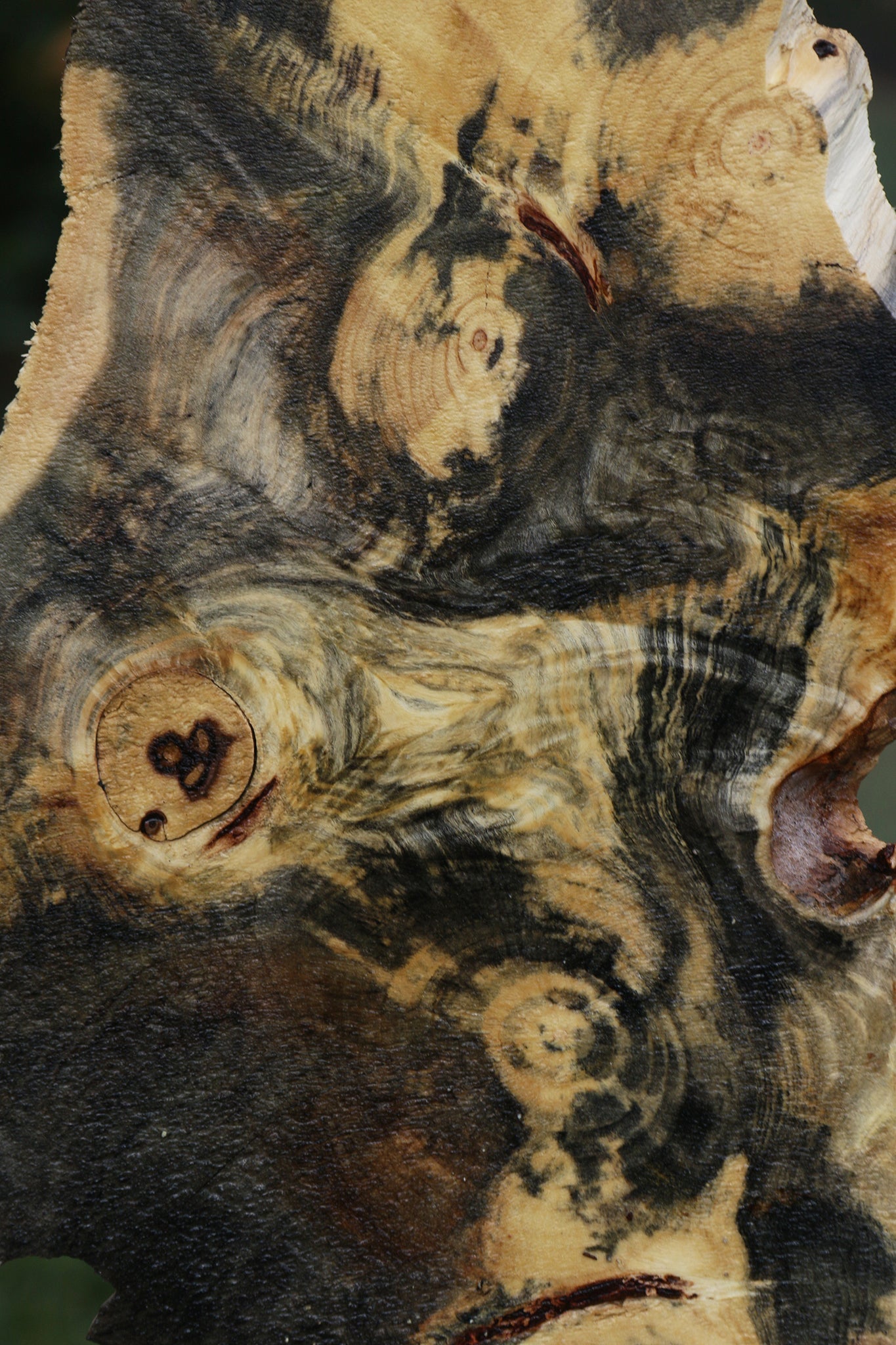 Buckeye Burl Slice