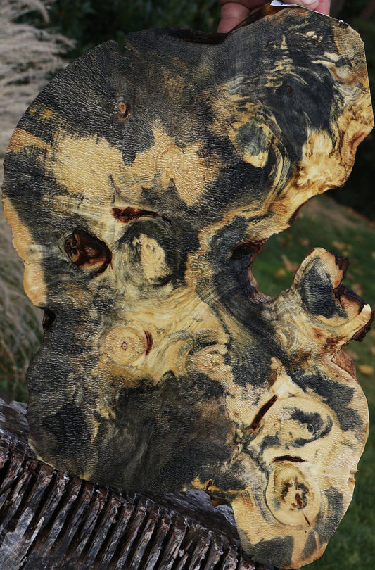 Buckeye Burl Slice