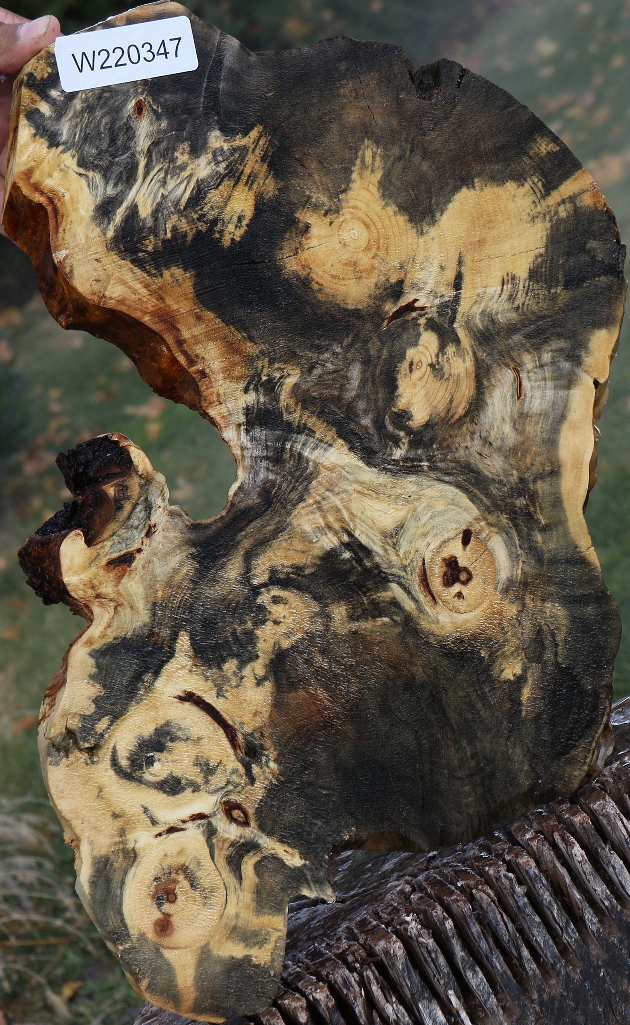 Buckeye Burl Slice