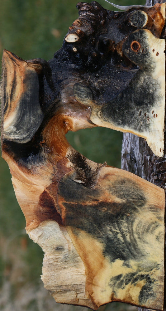 Buckeye Burl Slice