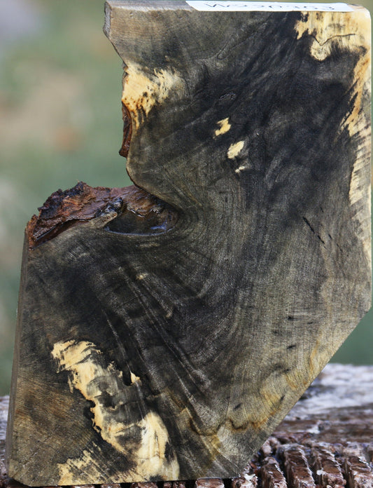 Buckeye Burl Slice