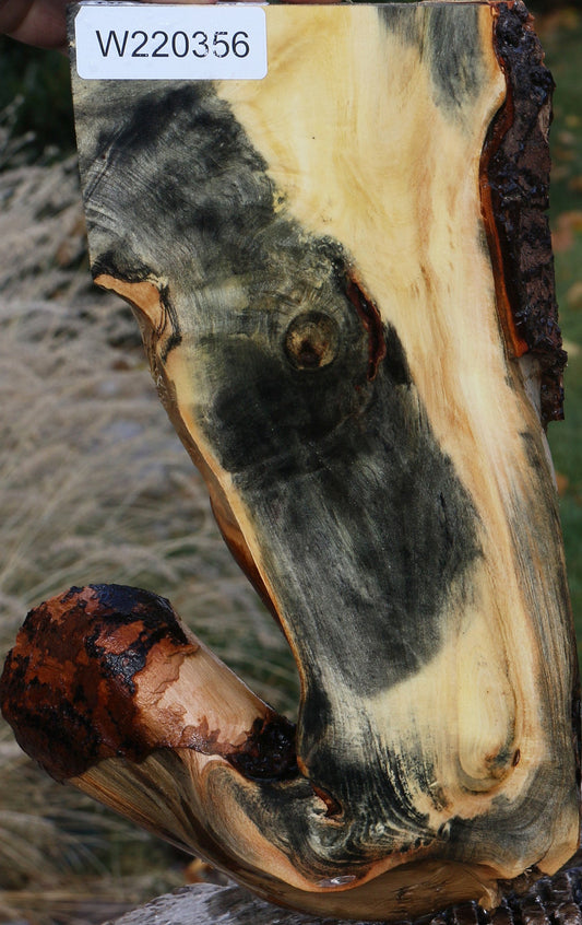 Buckeye Burl Slice