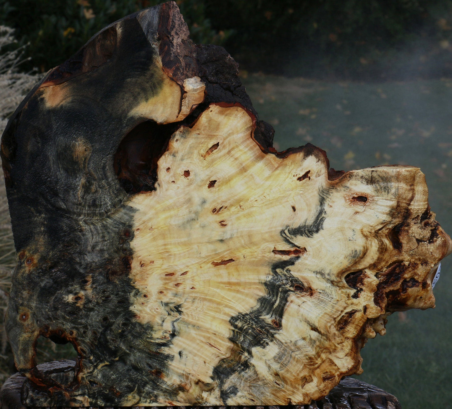 Buckeye Burl Slice