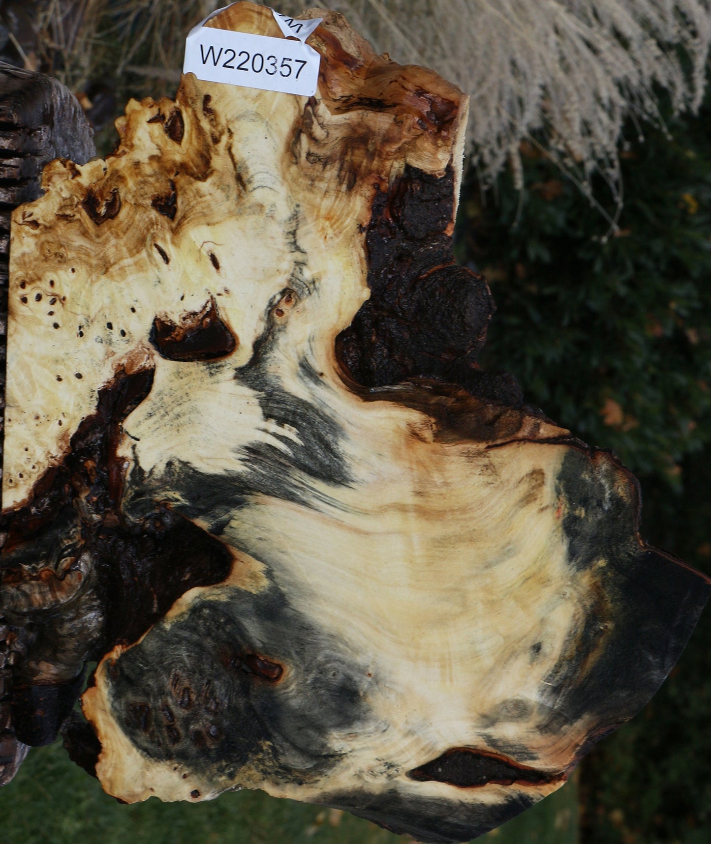 Buckeye Burl Slice