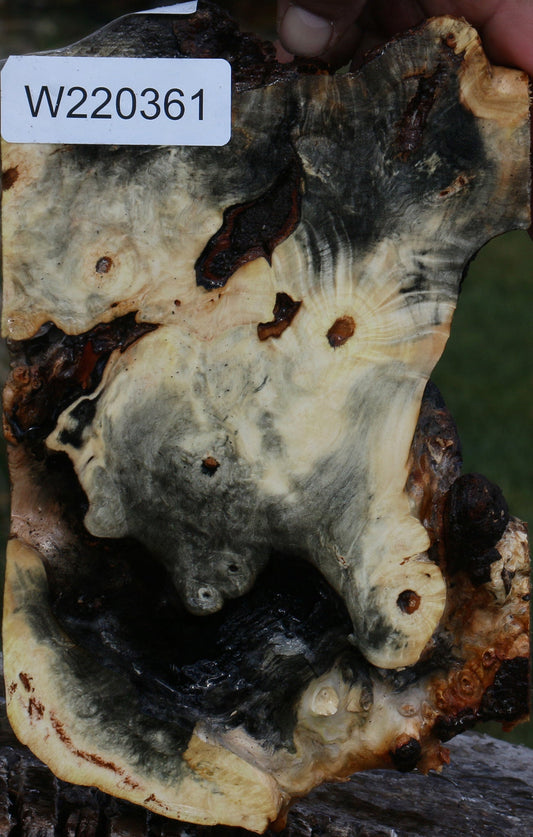 Buckeye Burl Slice