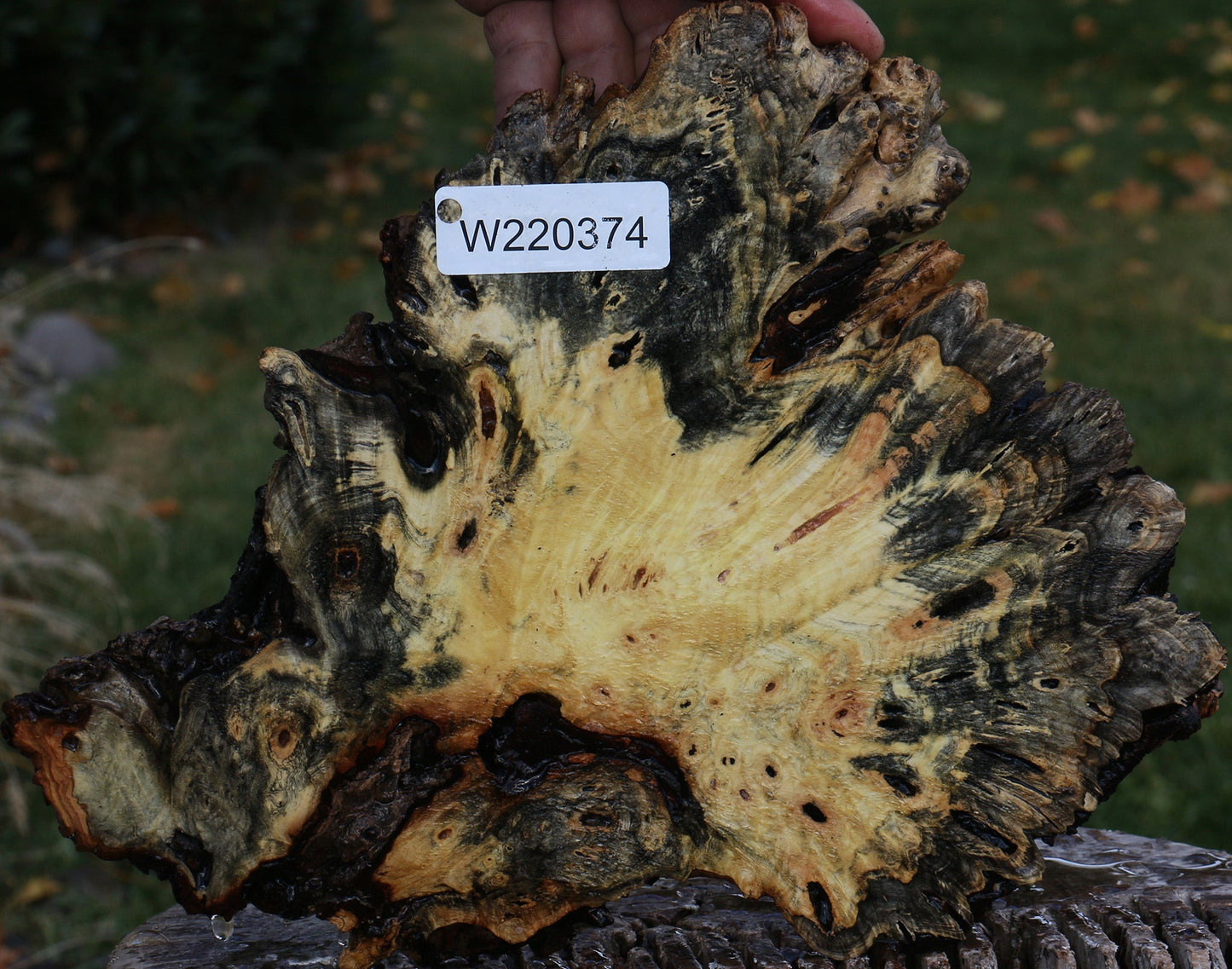 Buckeye Burl Slice