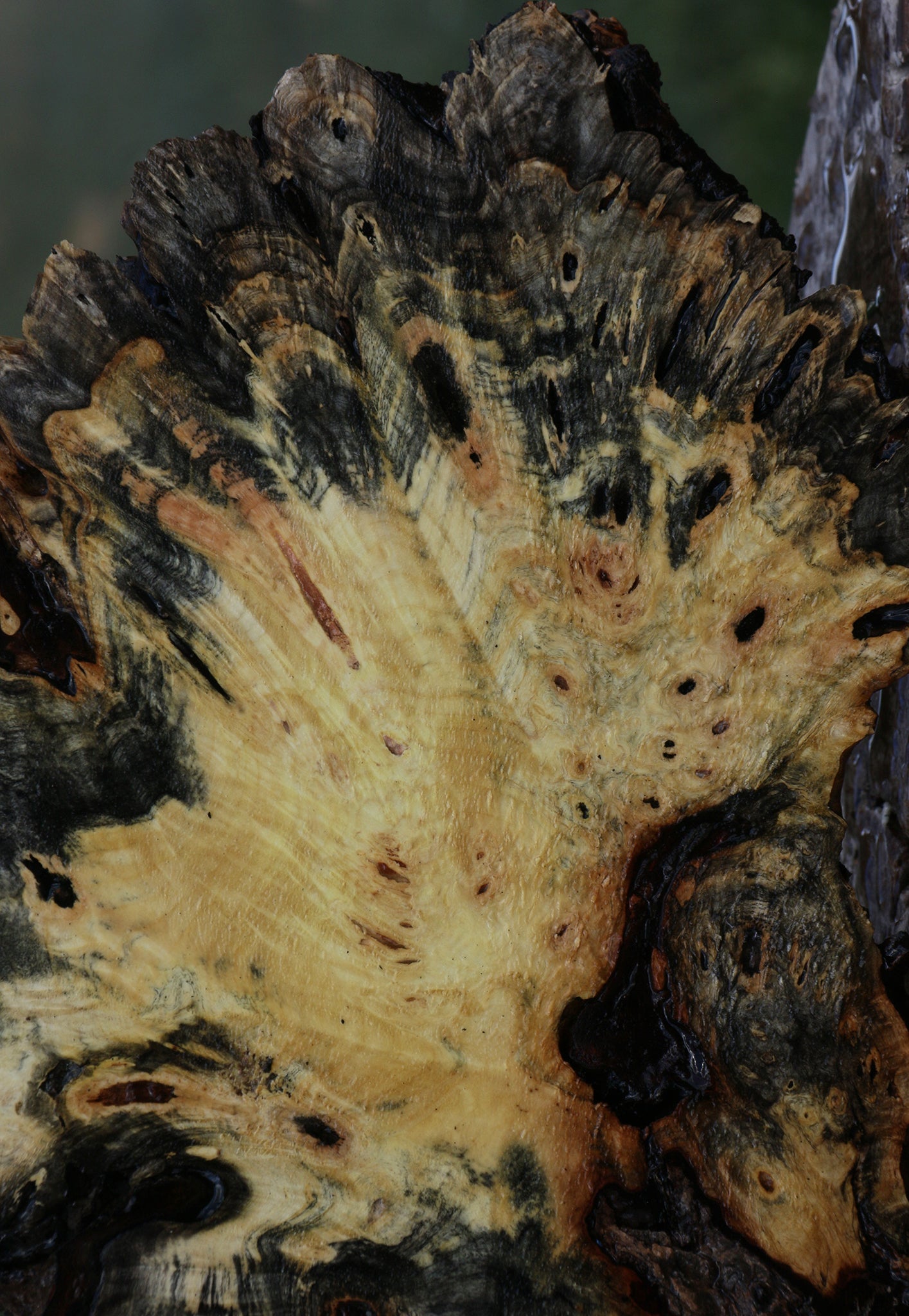 Buckeye Burl Slice