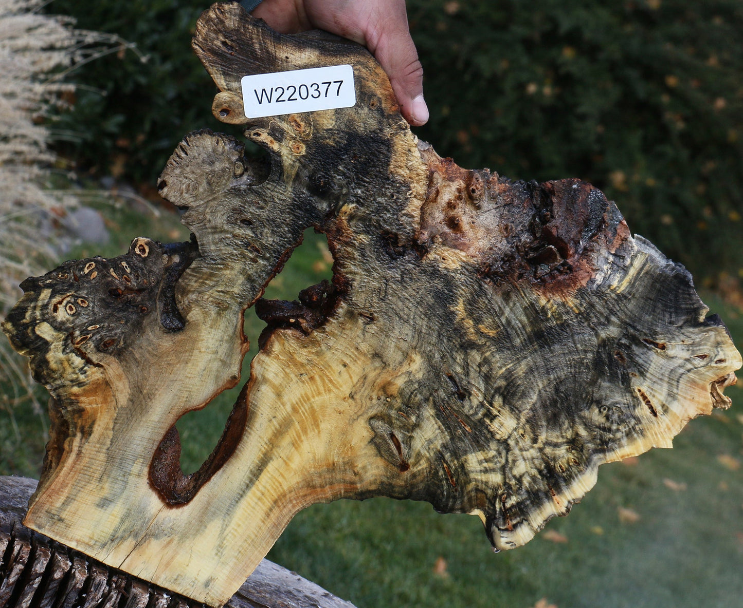 Buckeye Burl Slice