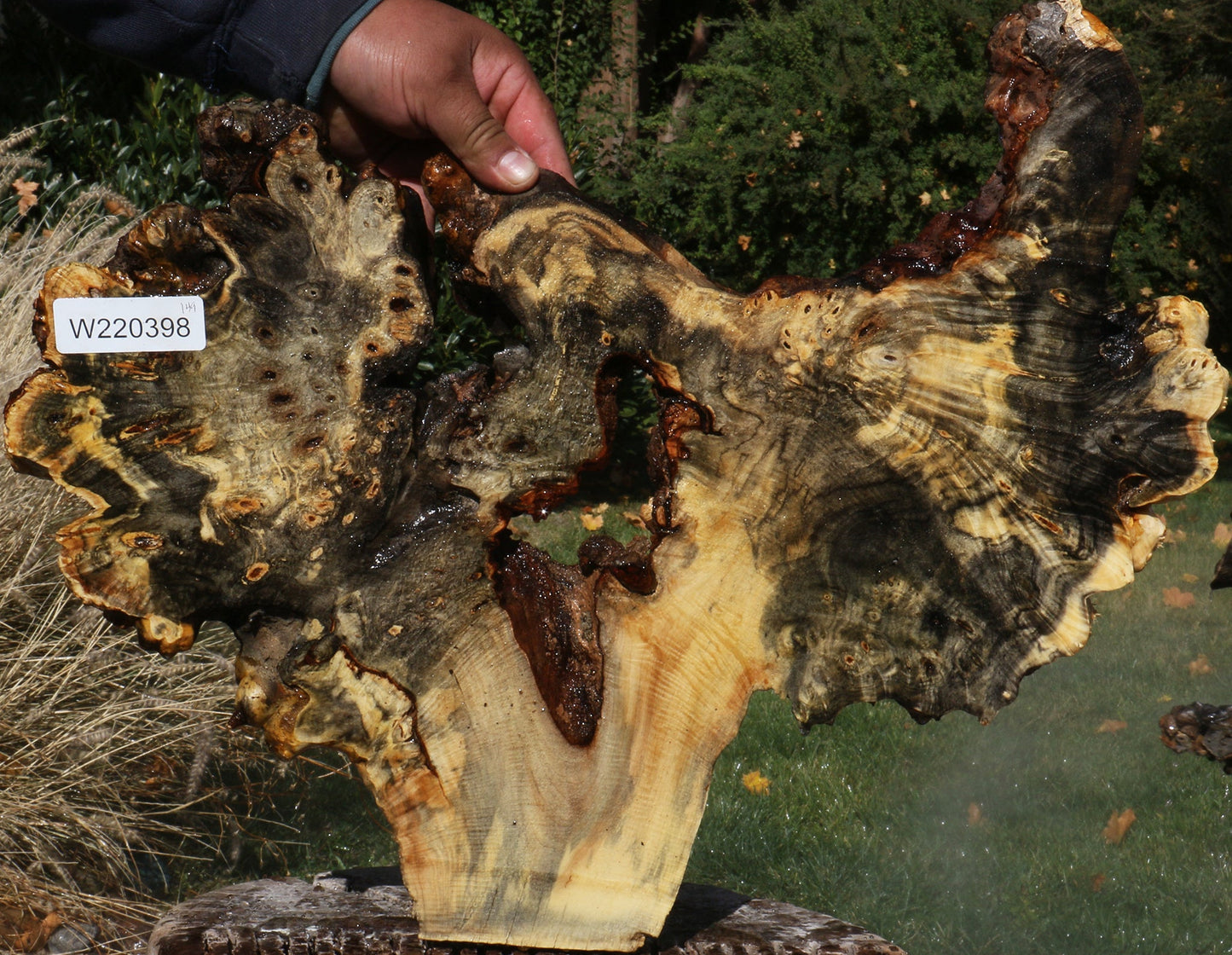 Buckeye Burl Slice