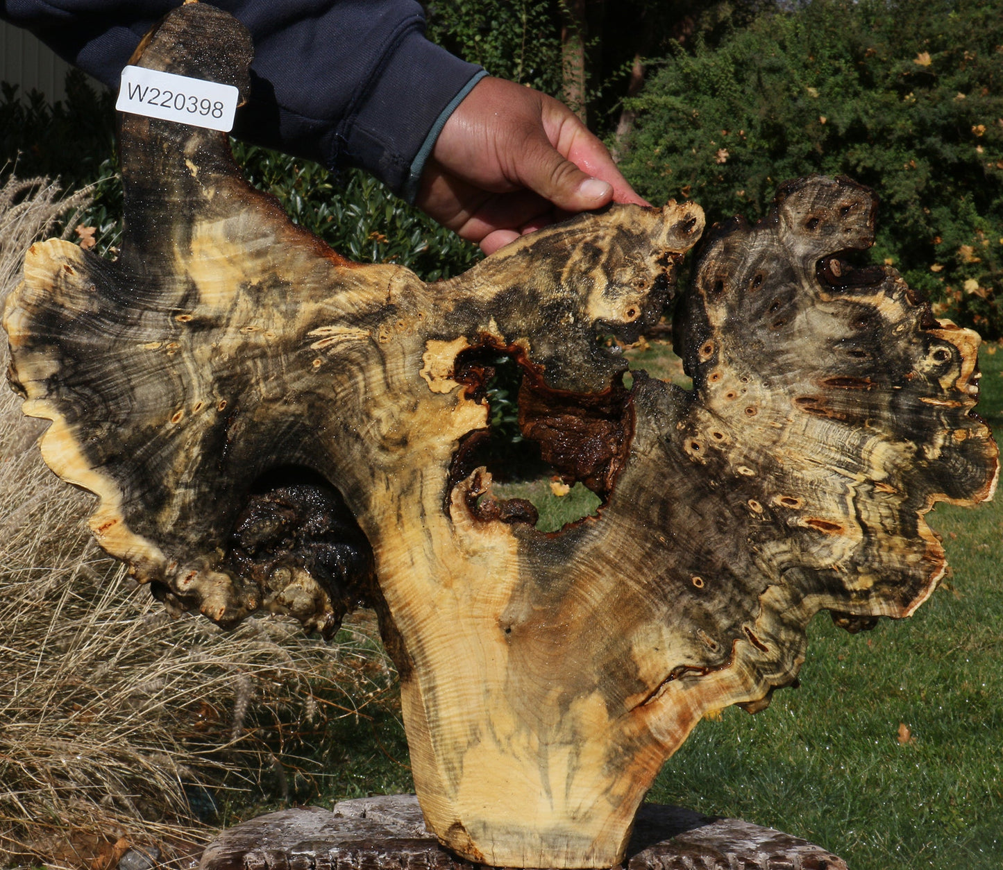 Buckeye Burl Slice