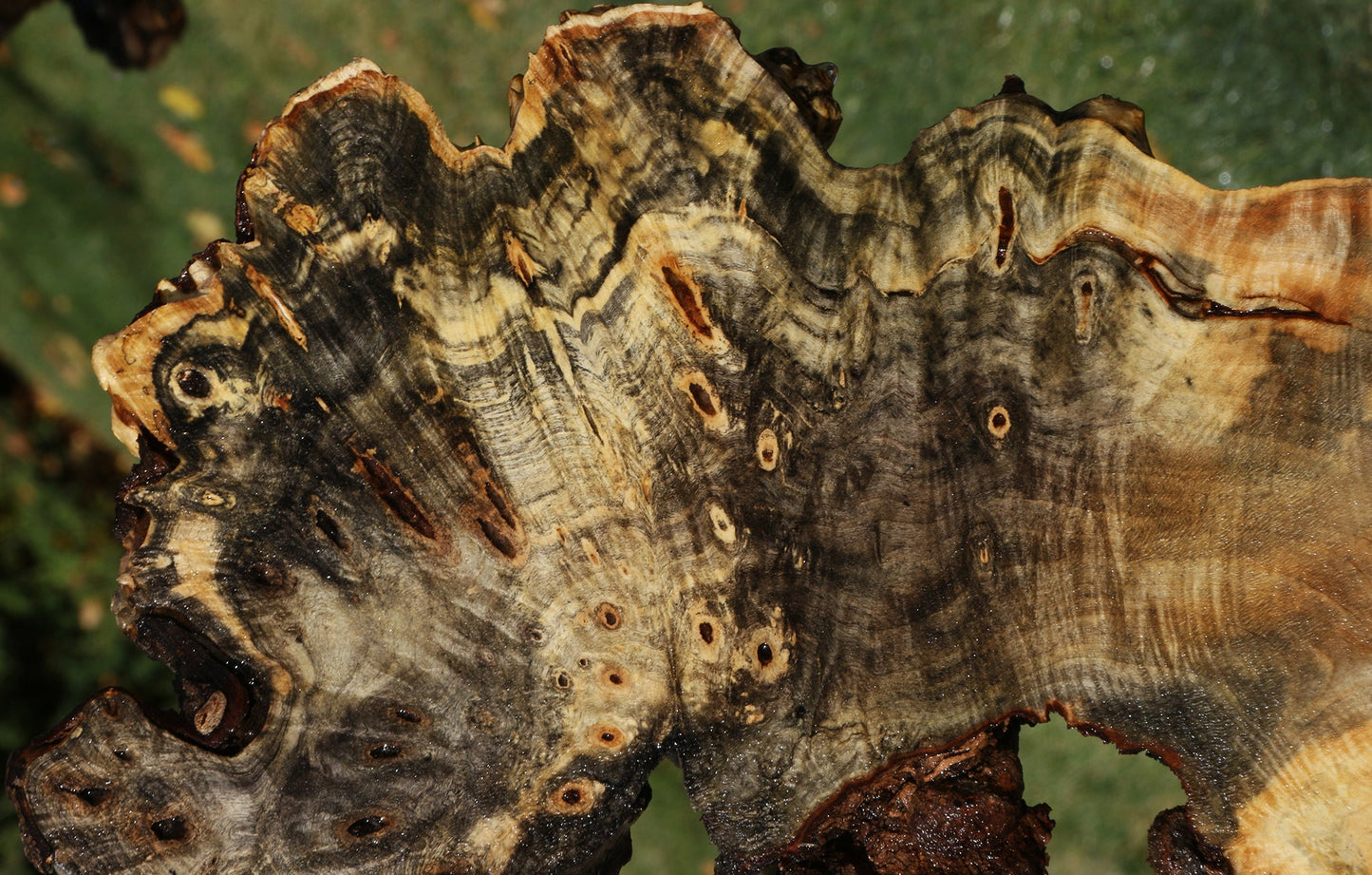 Buckeye Burl Slice