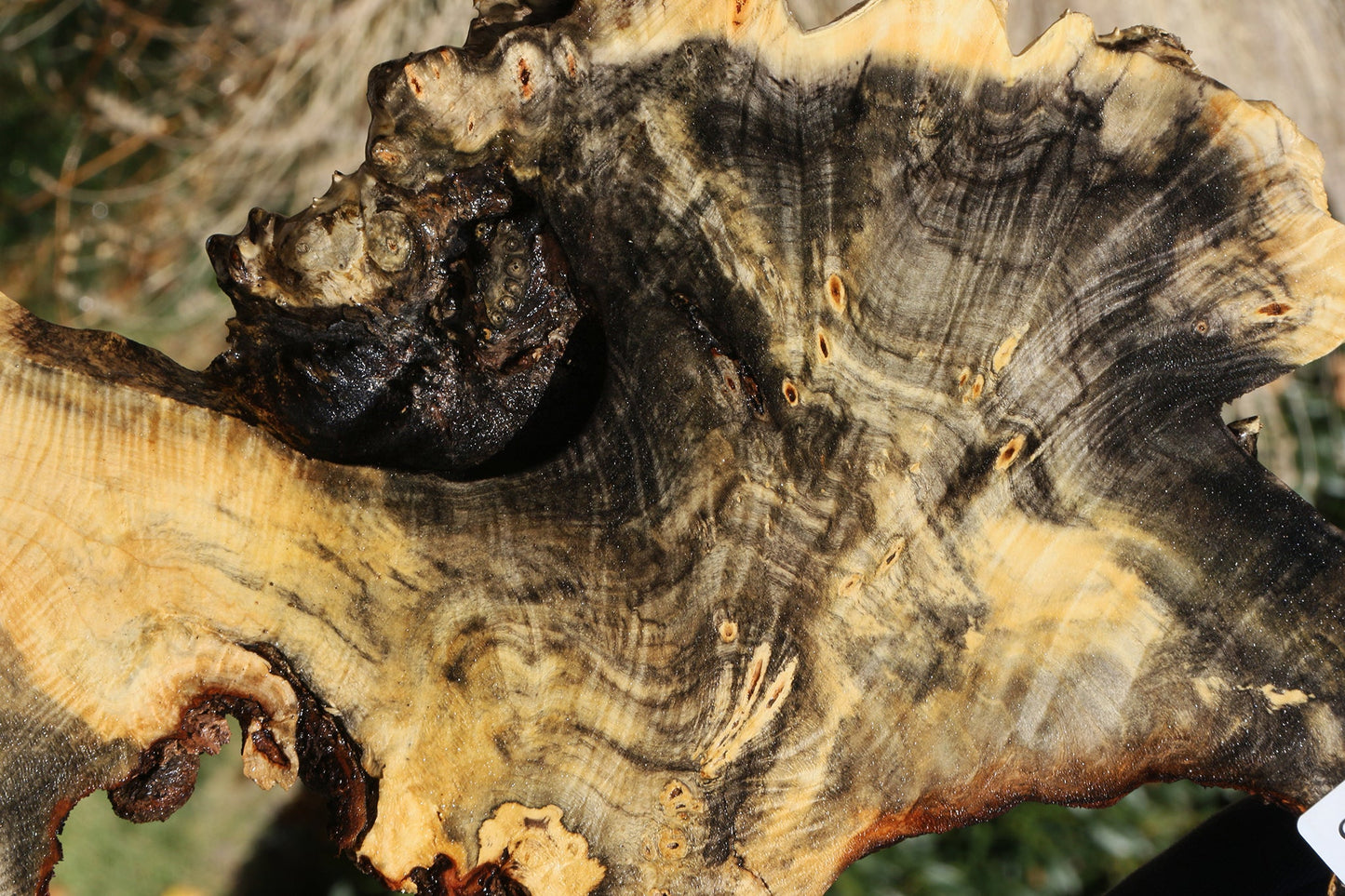 Buckeye Burl Slice