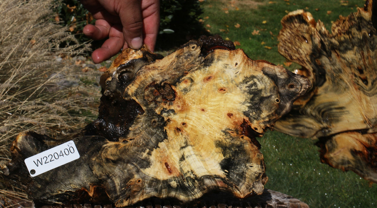 Buckeye Burl Slice