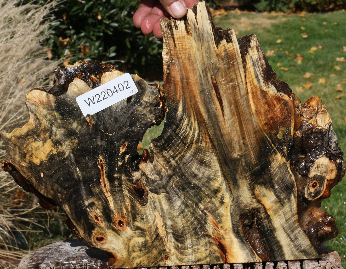 Buckeye Burl Slice