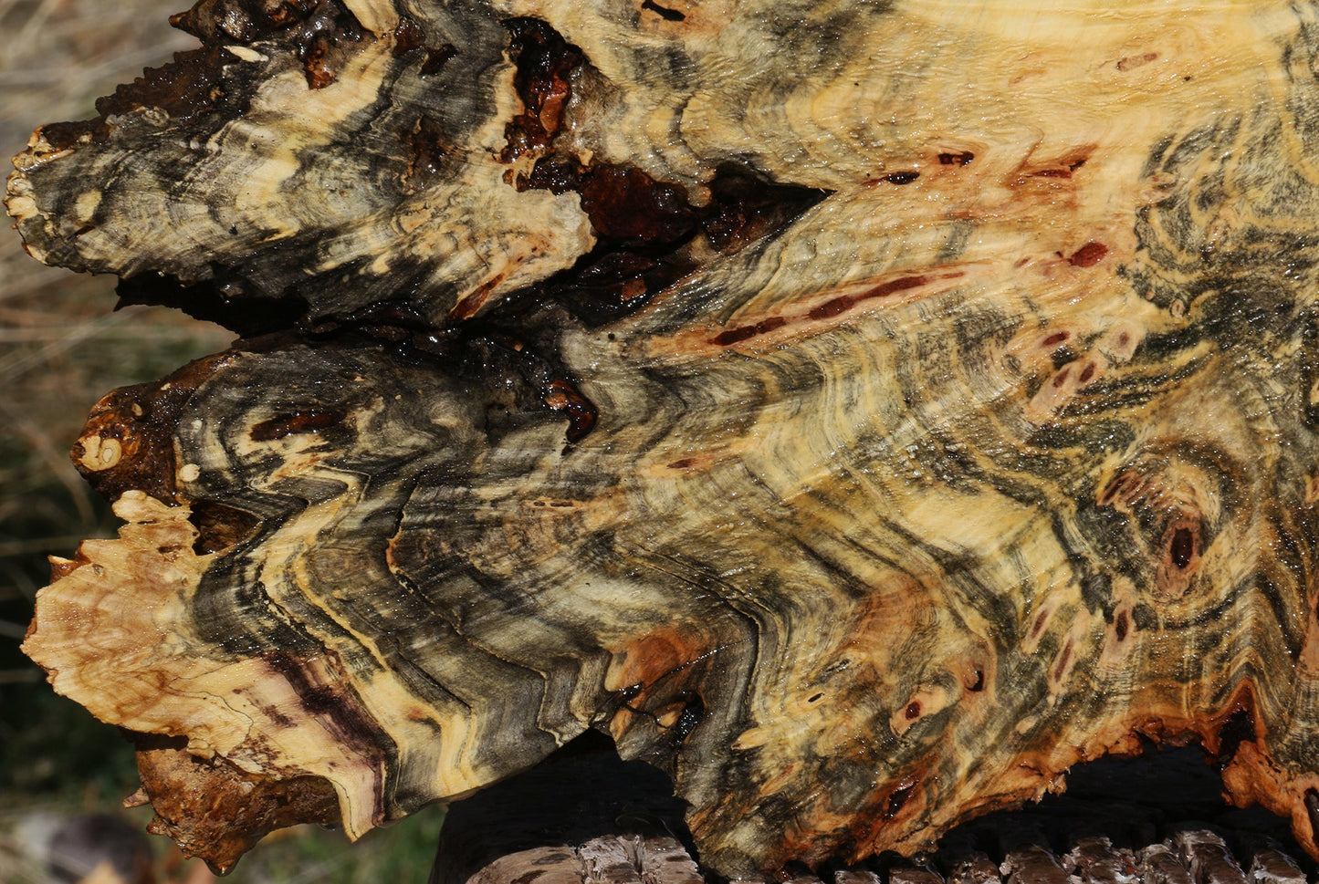 Buckeye Burl Slice