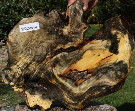 Buckeye Burl Slice