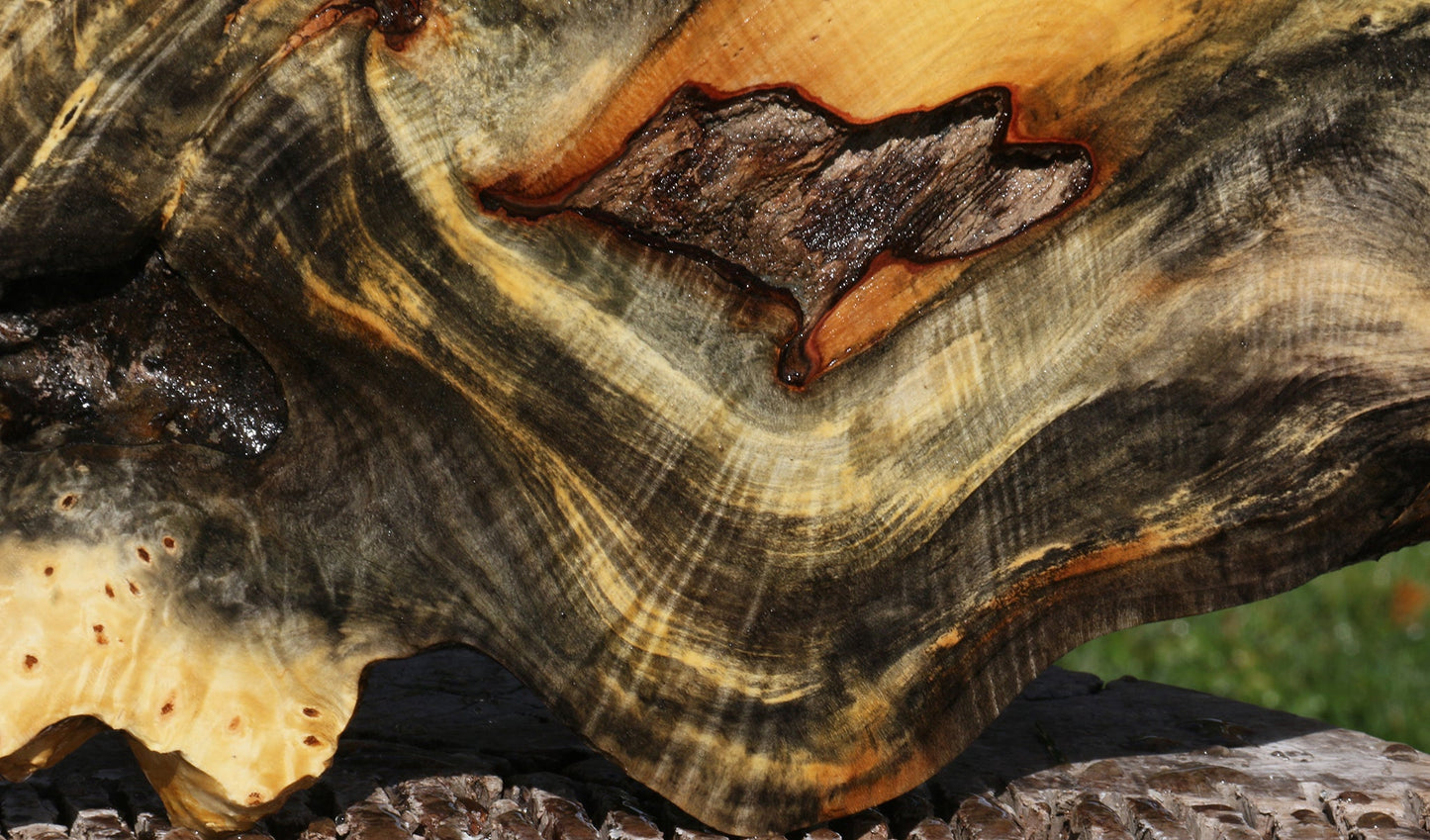 Buckeye Burl Slice