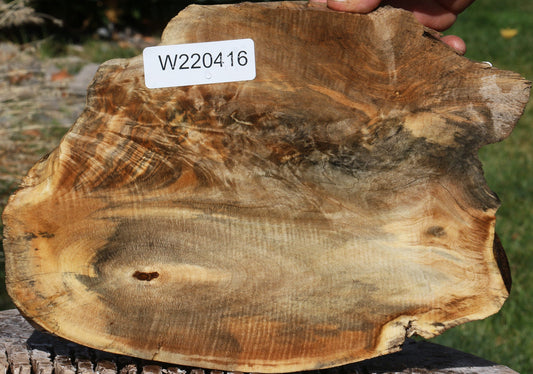 Buckeye Burl Slice