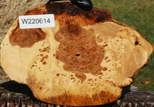 Elm Burl Cookie