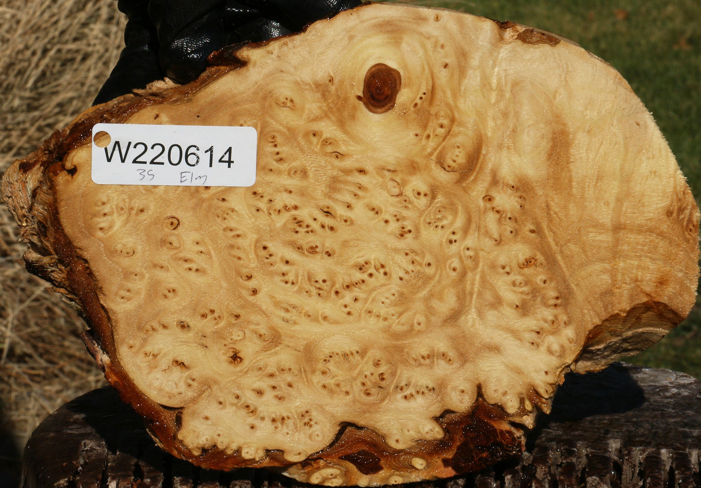 Elm Burl Cookie