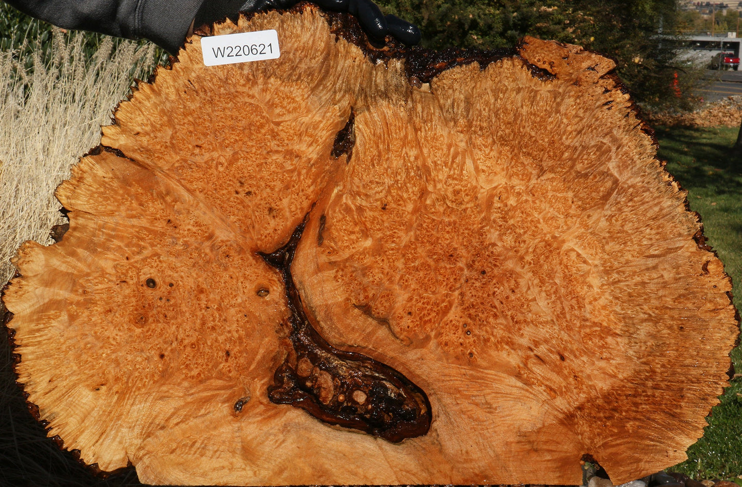 Maple Burl Cookie