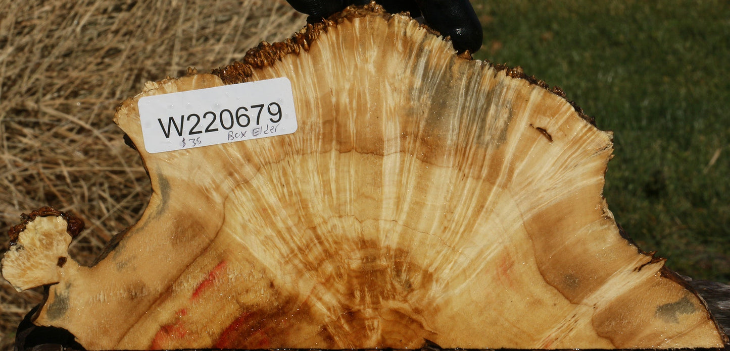 Box Elder Slice