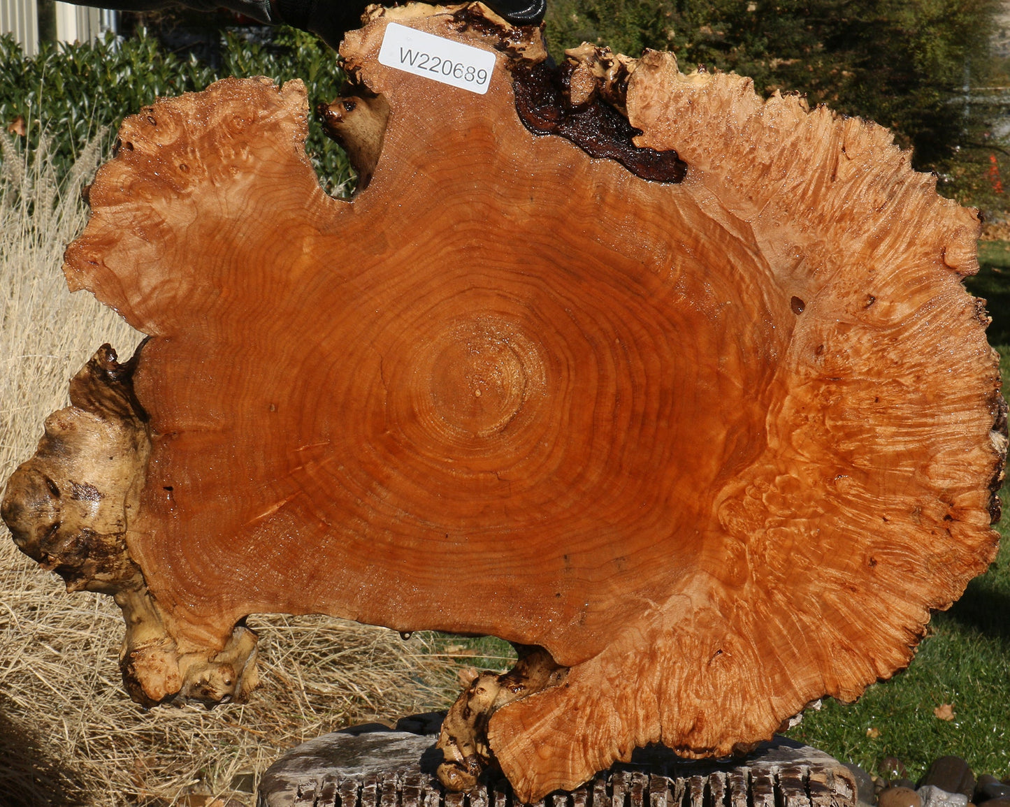 Maple Burl Cookie