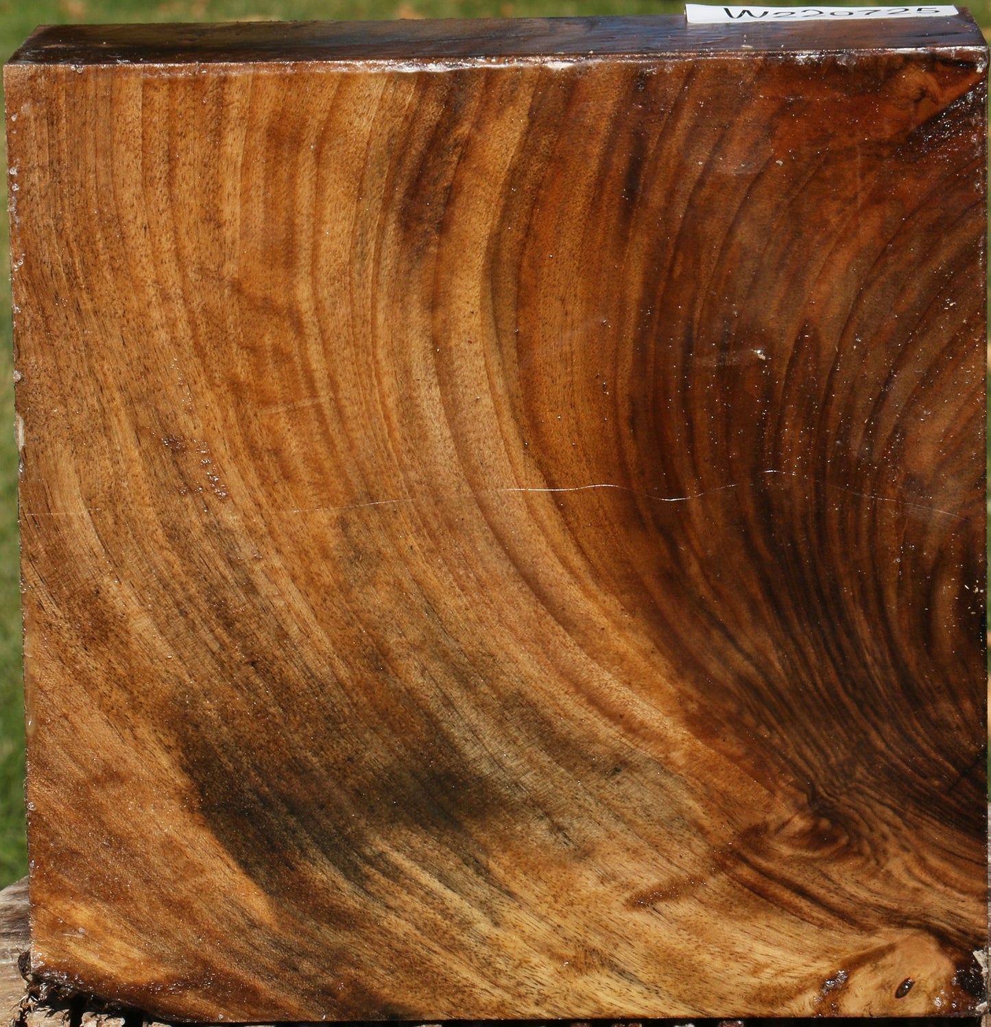 Figured English Walnut Bowl Blank